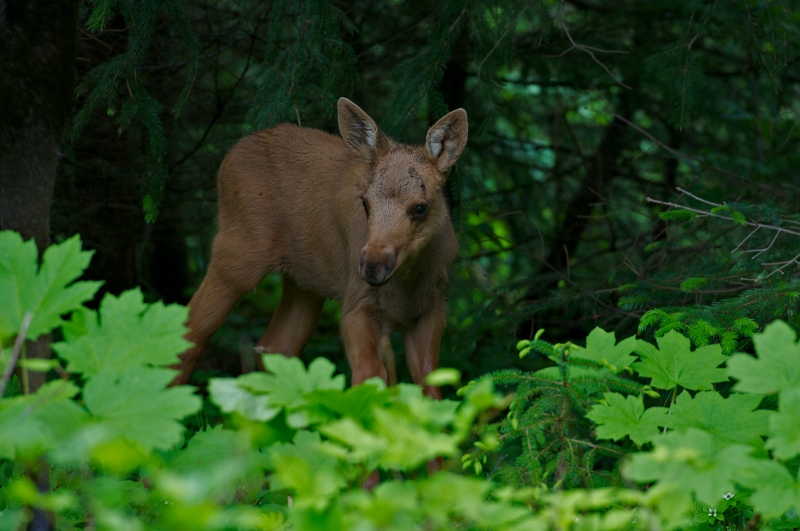 Baby moose grazing the early summer vegetation